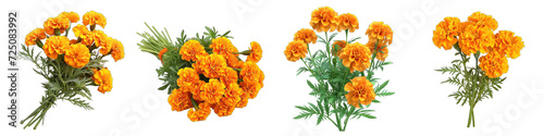 A Bunch Of Fresh Fragrant Mexican marigold Hyperrealistic Highly Detailed Isolated On Transparent Background Png File White Background Photo Realistic Image © Wander Taste