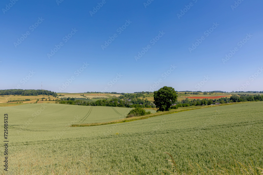 Summer landscape, The terrain of hilly countryside in Zuid-Limburg, Farmland with barley (gerst) Hordeum vulgare or Wheat on hillside and tree, Small villages in Dutch province of Limburg, Netherlands