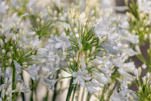 Selective focus of white flowers Agapanthus africanus in the garden with sunlight, The African lily, is a flowering plant from the genus Agapanthus, Nature floral pattern background. photo