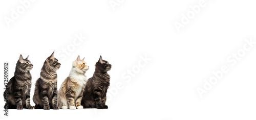 Row of Maine Coon Cats Looking Upwards photo