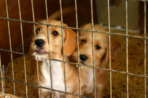 Horizontal portrait of two mixed breed terrier puppies in an animal shelter kennel waiting to be adopted.