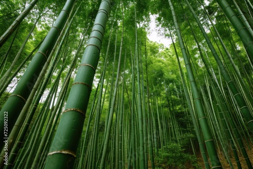 a tall green bamboo trees