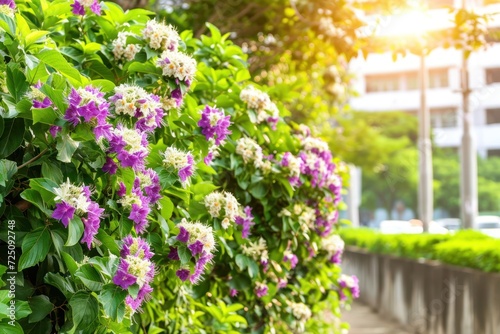 a group of purple and white flowers on a bush
