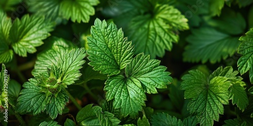 a close up of leaves