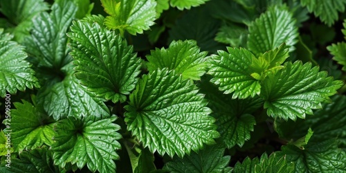 a close up of a plant