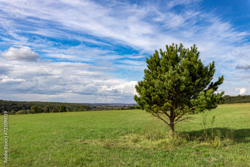 single pine tree in a field, bright green field with tree against blue sky