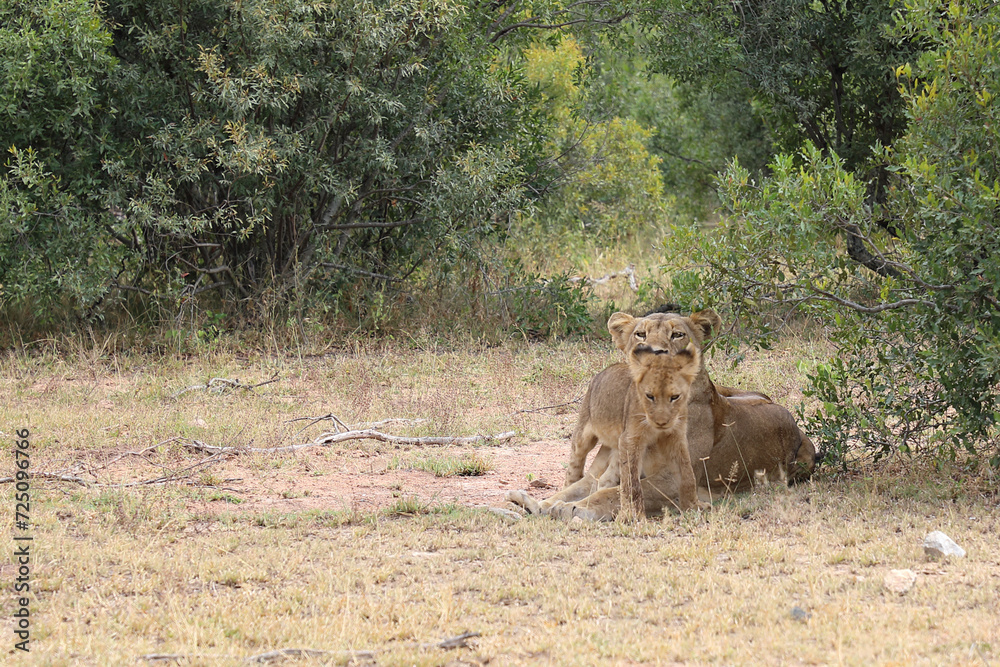 Afrikanischer Löwe / African lion / Panthera leo... Afrikanischer Löwe / African lion / Panthera leo...