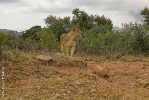 Afrikanischer Löwe / African lion / Panthera leo.