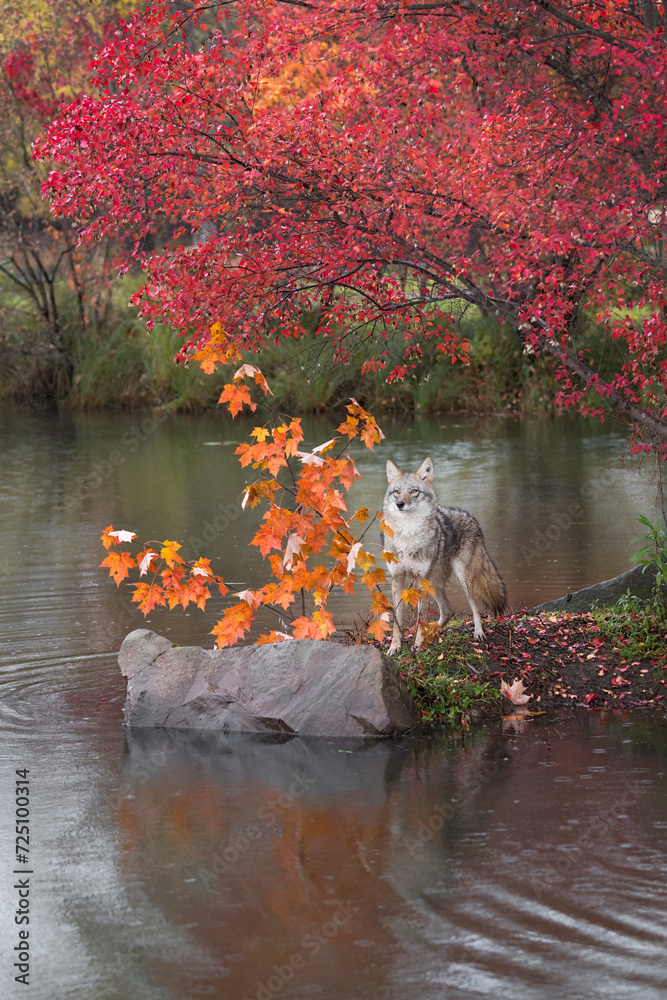 Coyote (Canis latrans) Stands Behind Orange Leaves Looking Out Autumn
