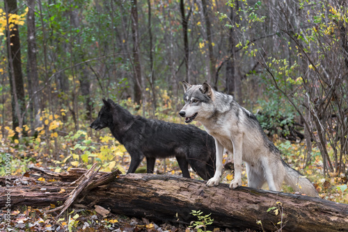 Obraz na płótnie Grey Wolves (Canis lupus) by Log One On One Off Autumn w salonie