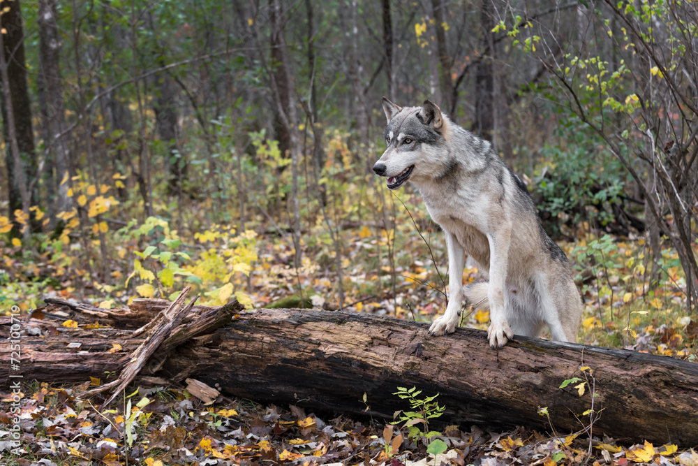 Grey Wolf (Canis lupus) Front Paws on Log Autumn