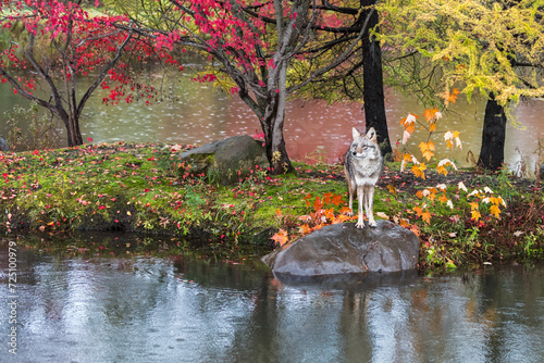 Obraz na płótnie Coyote (Canis latrans) Front Paws on Rock on Rainy Autumn Island w salonie