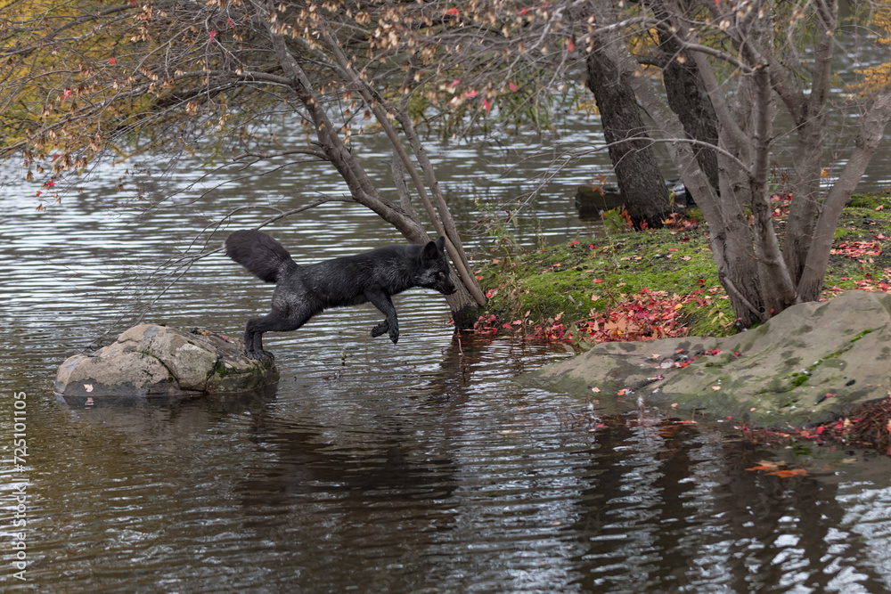 Silver Fox (Vulpes vulpes) Leaps From Rock to Island Autumn