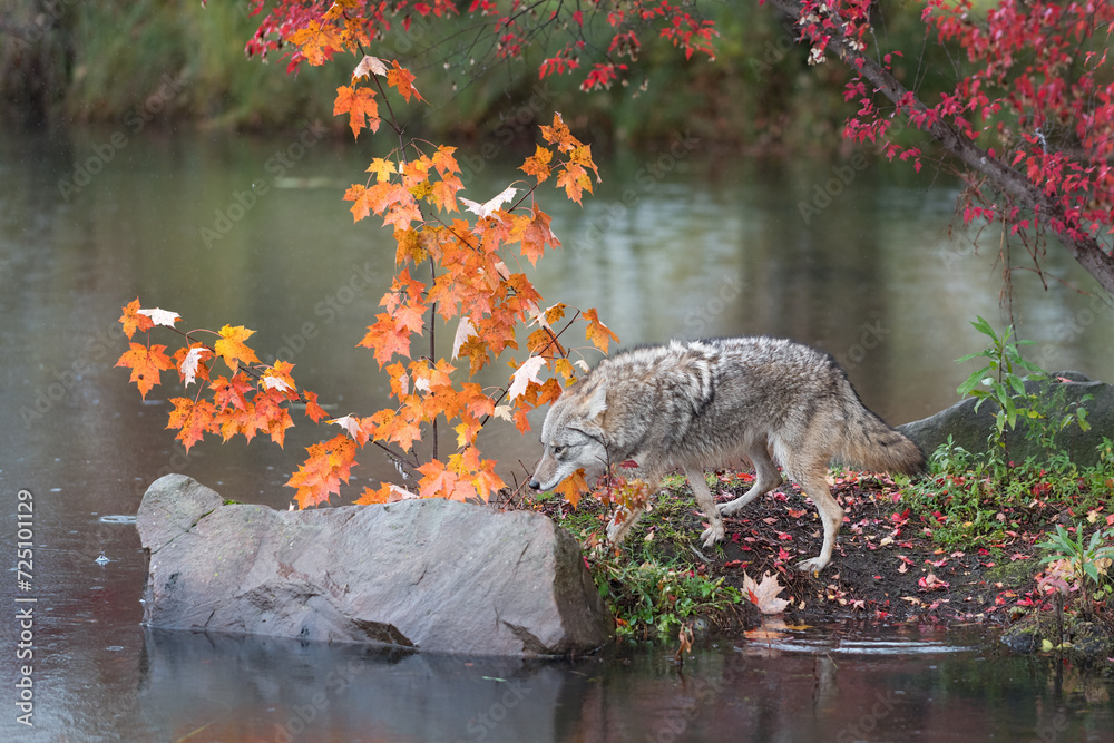 Coyote (Canis latrans) Walks Towards Rock and Leaves Autumn