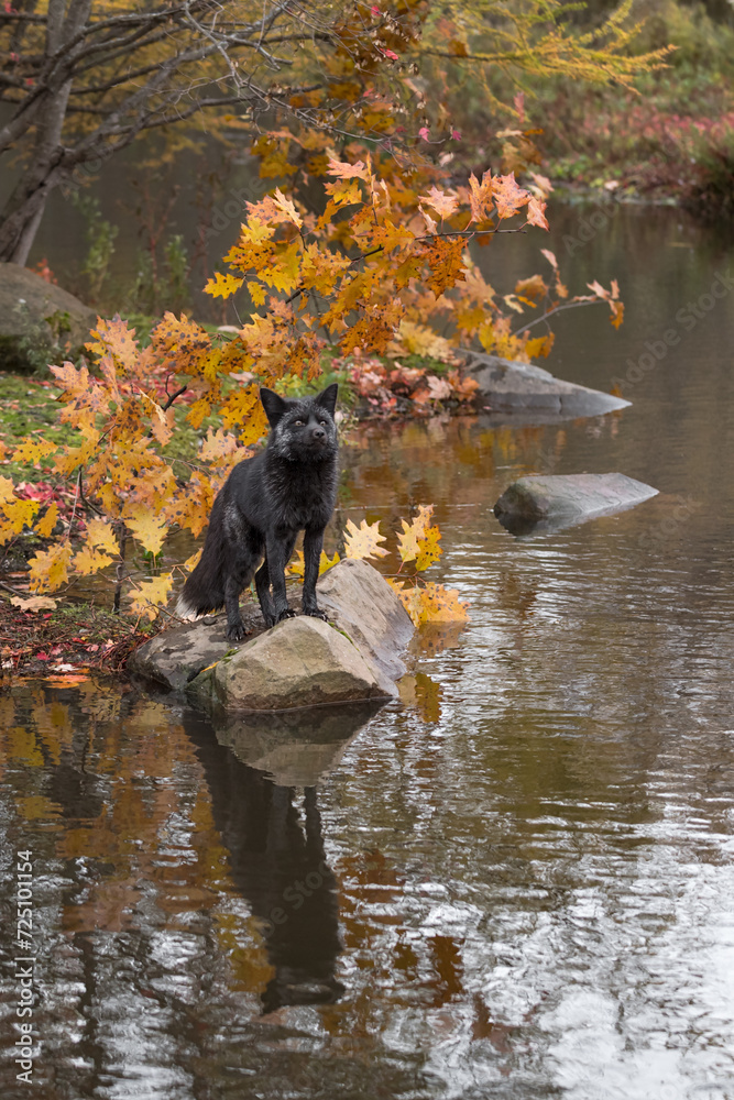 Silver Fox (Vulpes vulpes) Stands on Rock Reflected Nose Up Autumn