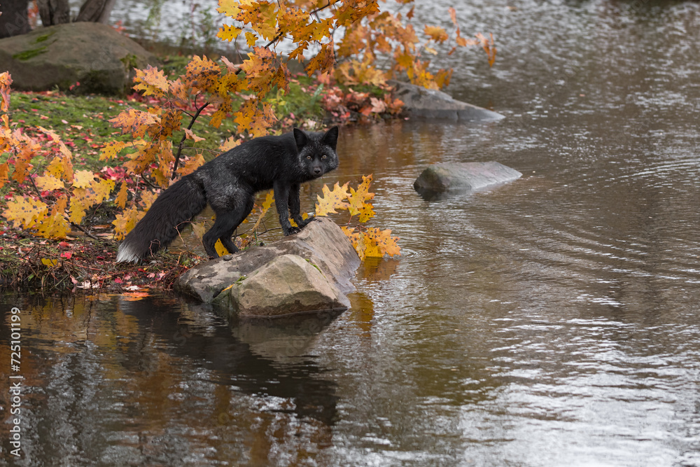 Silver Fox (Vulpes vulpes) Stares Out From Rock Sideways Autumn
