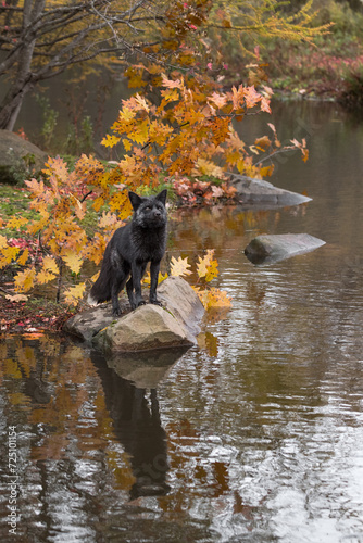 Obraz na płótnie Silver Fox (Vulpes vulpes) Stands on Rock Reflected Nose Up Autumn w salonie