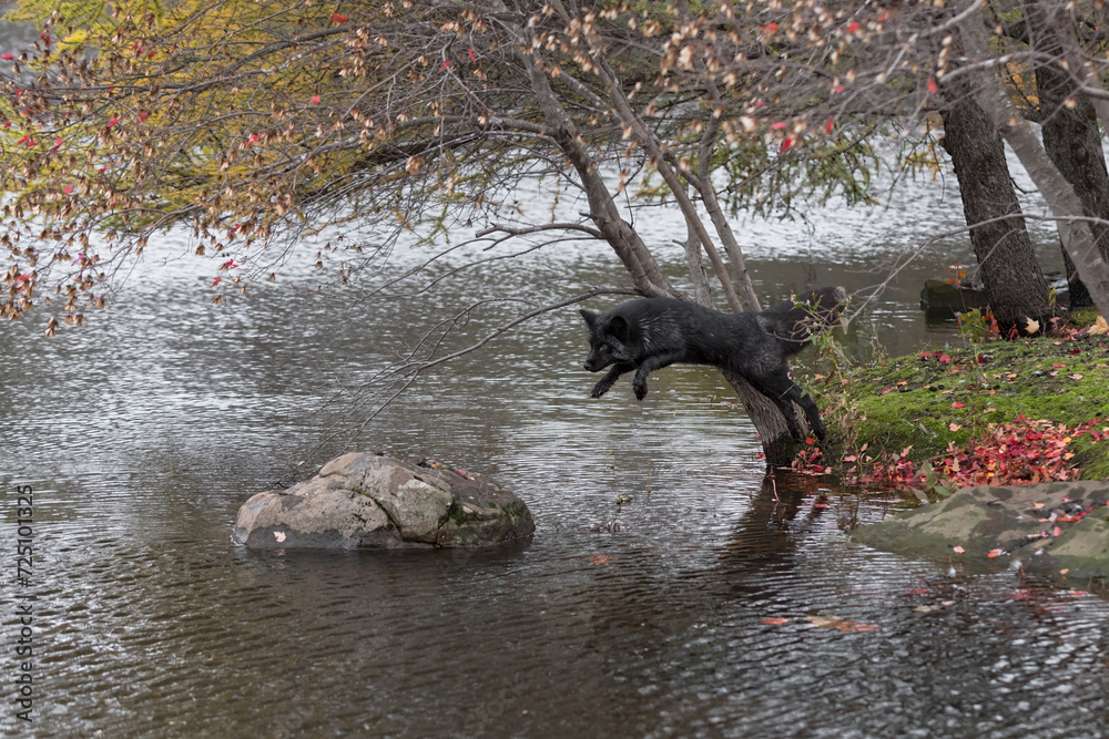 Silver Fox (Vulpes vulpes) Leaps From Island to Small Rock Autumn