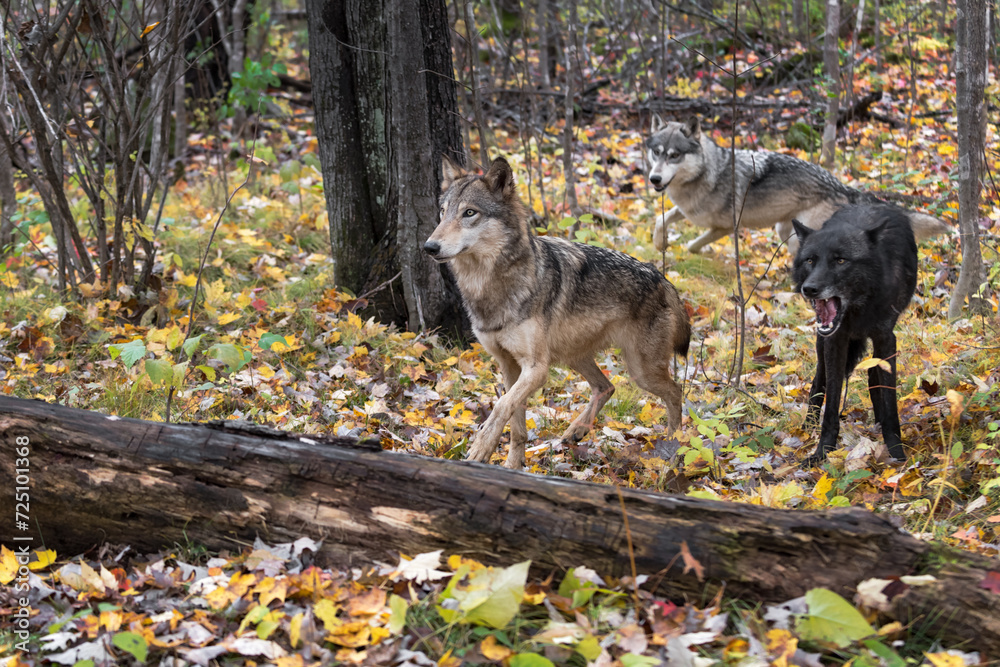 Grey Wolves (Canis lupus) in the Forest Autumn