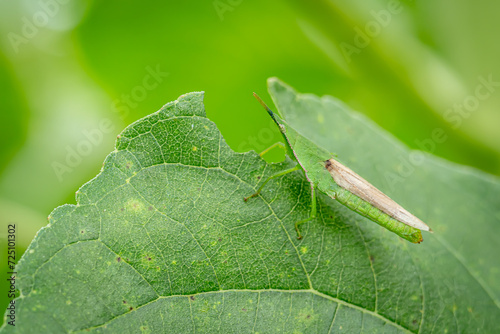 atractomorpha crenulata which is one of the pests that is on green leaves photo