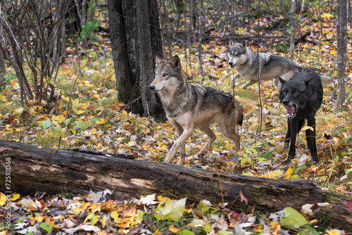 Obraz na płótnie Grey Wolves (Canis lupus) in the Forest Autumn w salonie