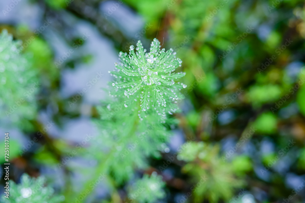 horse tail plants (equisetum telmateia) that grow abundantly in a garden horse tail plants (equisetum telmateia) that grow abundantly in a garden