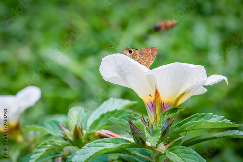 Small branded swift or pelopidas mathias perched on a turnera subulata flower in a park in the city of Bogor photo