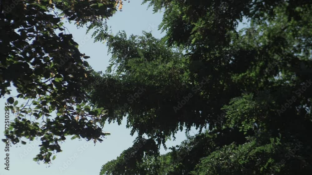 Treetops swaying in the wind, low angle view. Strong wind sways the tops of tall trees. Treetops swaying in the wind, low angle view. Strong wind sways the tops of tall trees.