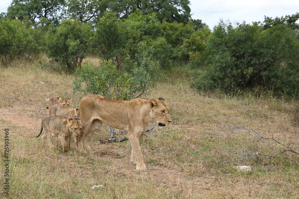 Afrikanischer Löwe / African lion / Panthera leo... Afrikanischer Löwe / African lion / Panthera leo...