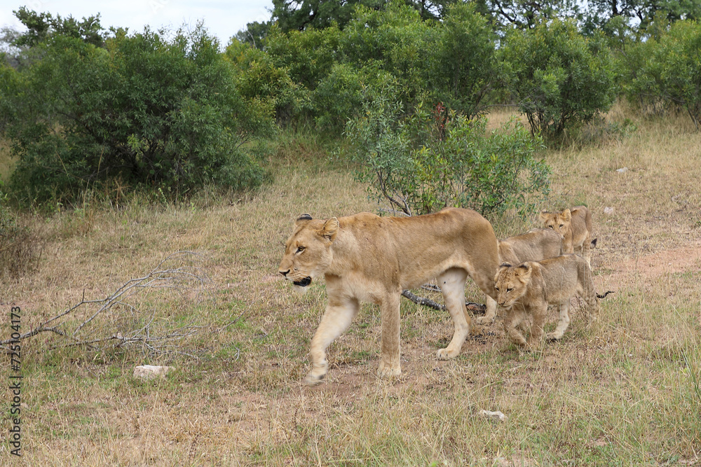 Afrikanischer Löwe / African lion / Panthera leo... Afrikanischer Löwe / African lion / Panthera leo...