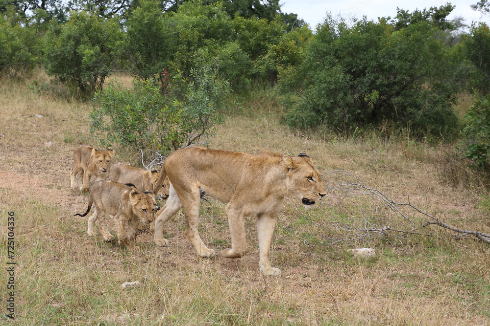 Afrikanischer Löwe / African lion / Panthera leo... Afrikanischer Löwe / African lion / Panthera leo...