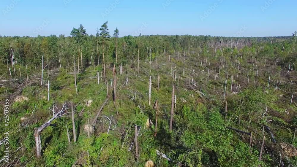 Many fallen trees are near forest after storm at national reserved on Elk Island