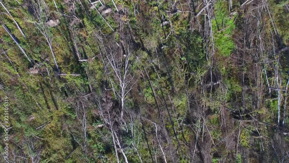 Wind-fallen trees after tornado at sunny day. Aerial view Wind-fallen trees after tornado at sunny day. Aerial view