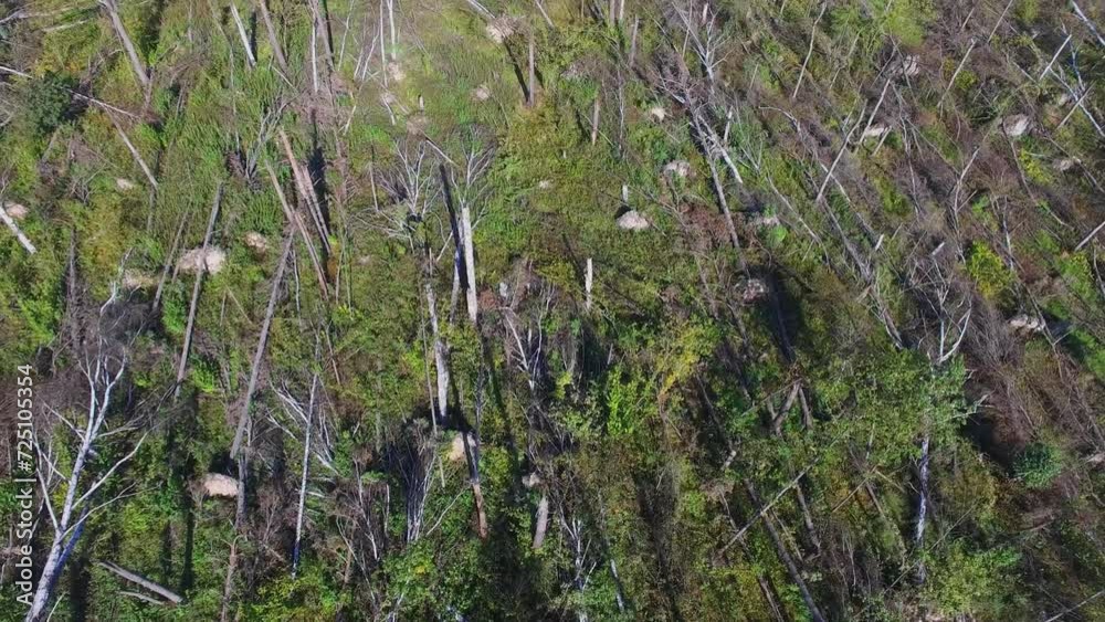 Many fallen trees after storm at autumn sunny day. Aerial view Many fallen trees after storm at autumn sunny day. Aerial view
