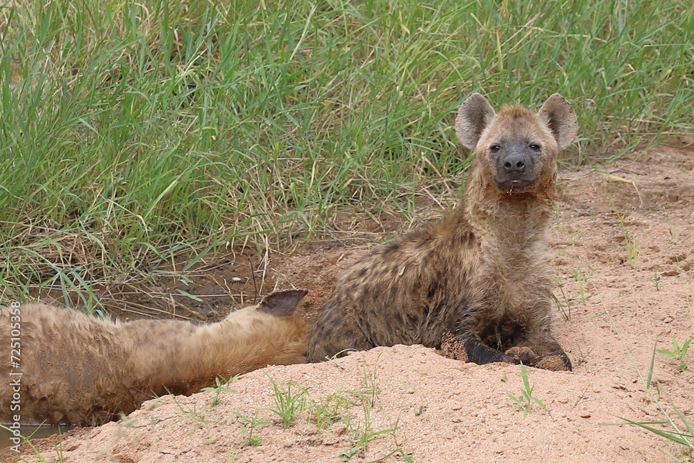 Tüpfelhyäne / Spotted hyaena / Crocuta crocuta Tüpfelhyäne / Spotted hyaena / Crocuta crocuta