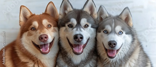 Three Happy Huskies on a White Background