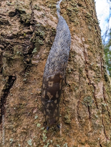 A slug, probably Limacus maculatus, on a tree trunk in a British woodland photo