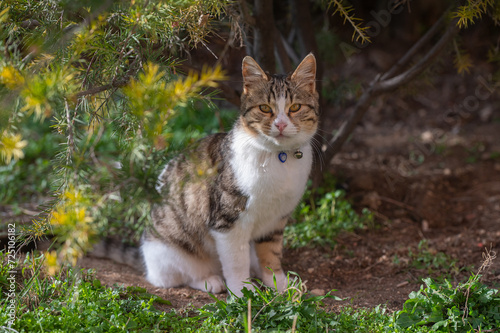 A cat with an evil eye bead collar is in the garden. © TAMER YILMAZ