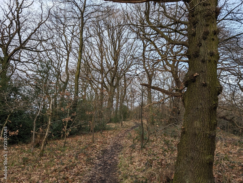 A woodland path in winter, United Kingdom A woodland path in winter, United Kingdom