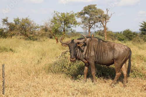 Streifengnu   Blue wildebeest   Connochaetes taurinus