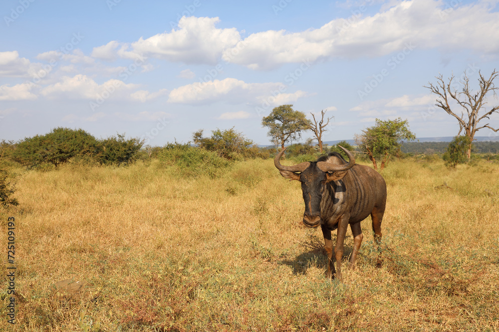 Streifengnu / Blue wildebeest / Connochaetes taurinus Streifengnu / Blue wildebeest / Connochaetes taurinus