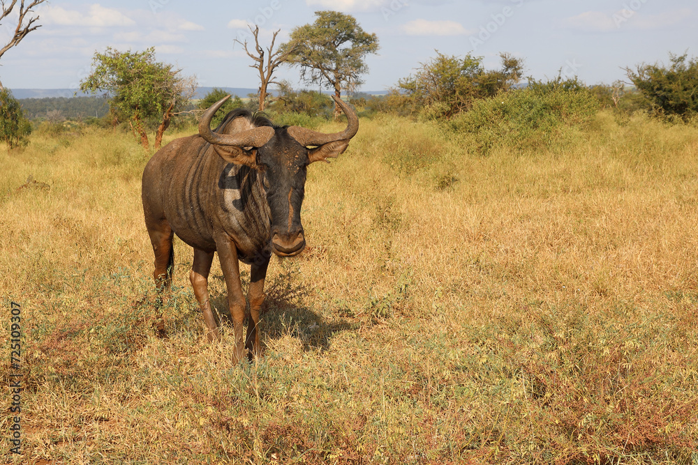 Streifengnu / Blue wildebeest / Connochaetes taurinus Streifengnu / Blue wildebeest / Connochaetes taurinus