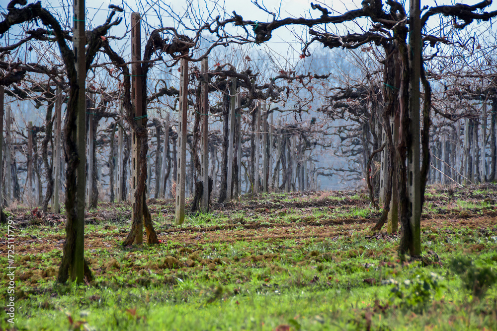 Obraz premium Mombaruzzo vineyards - Asti - Piedmont - Italy