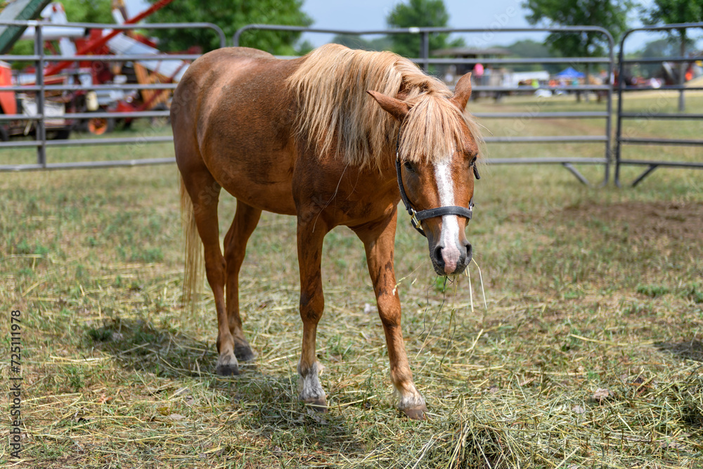 Horse in Corral Chewing on Hay and Straw