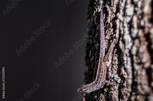 anole on tree trunk