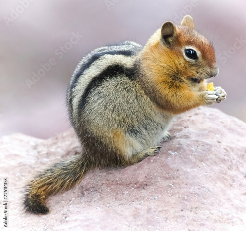 Yellow-pine Chipmunk Eating A Cracker. Feeding wild animals can disrupt their natural foraging behavior and make them dependent on people for food. photo