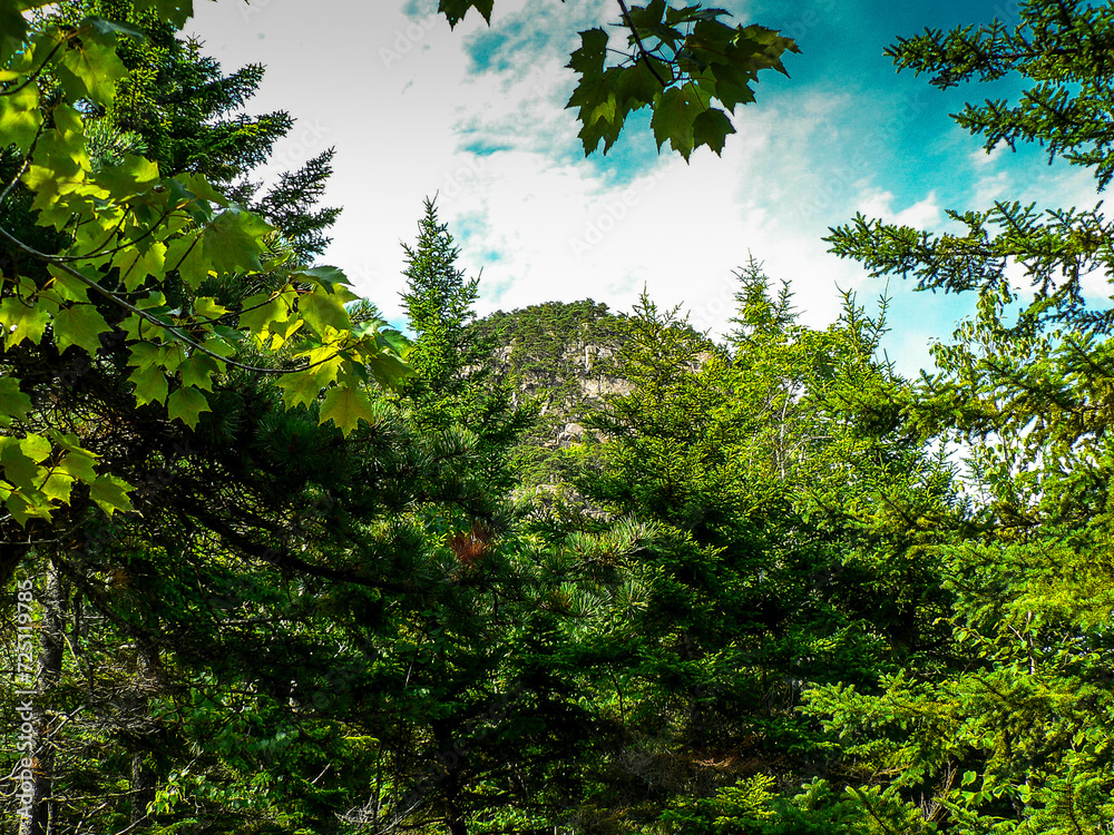 The Beehive Mountain in Summer, Acadia National Park, Maine The Beehive Mountain in Summer, Acadia National Park, Maine
