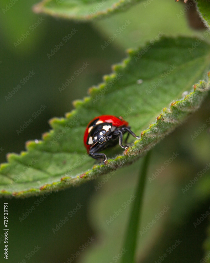 Naklejka premium ladybug facing front on a leaf