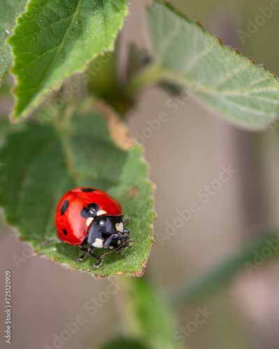 ladybug on a milkweed leaf © Sylvia