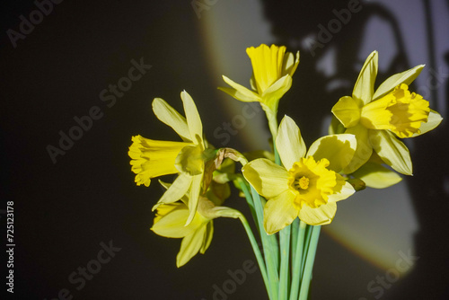 yellow daffodils on black